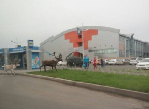 Северные олени в Абакане. Фото из паблика соцсети "ВКонтакте"